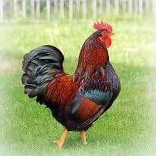 Live chicken from Sussex Farms